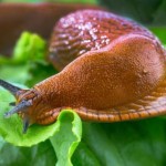 bild_till_tradgardsguiden-jpg bild_till_tradgardsguiden-jpg
